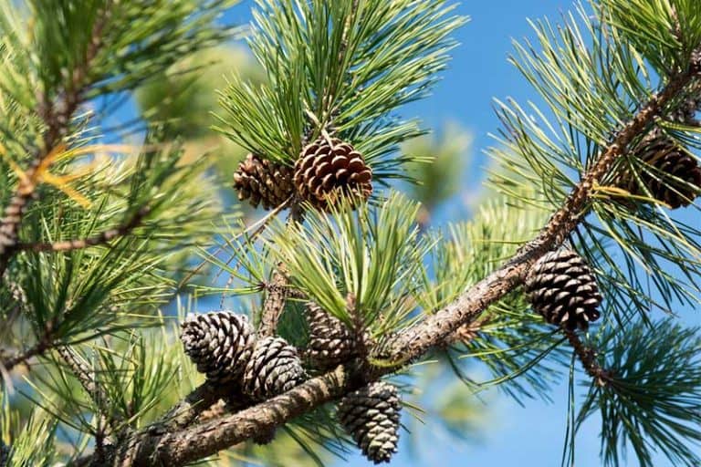 30 Types of Coniferous Trees (With Pictures) - Wildlife Informer