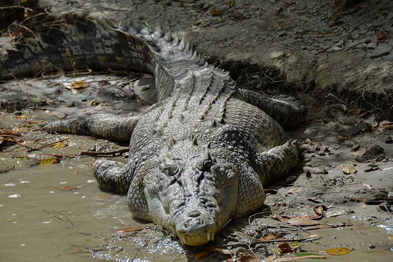 saltwater crocodile 15 Animals With the Strongest Bite Force (PSI Ranked)