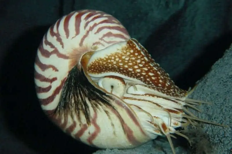 Chambered nautilus underwater