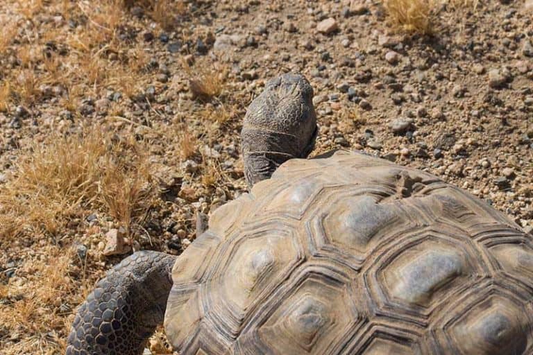 25 Animals That Live Underground (With Pictures) Wildlife Informer