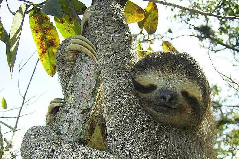 9-sloth-adaptations-in-the-rainforest-pictures-wildlife-informer