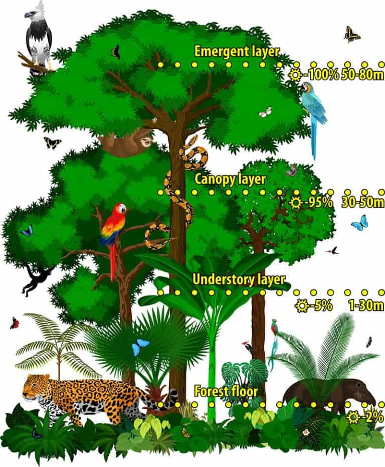 The 4 Layers Of The Rainforest With Diagrams Wildlife Informer The 4 Layers Of The Rainforest With Diagrams Wildlife Informer