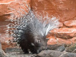 Can Porcupines Shoot Their Quills? (Answered) - Wildlife Informer