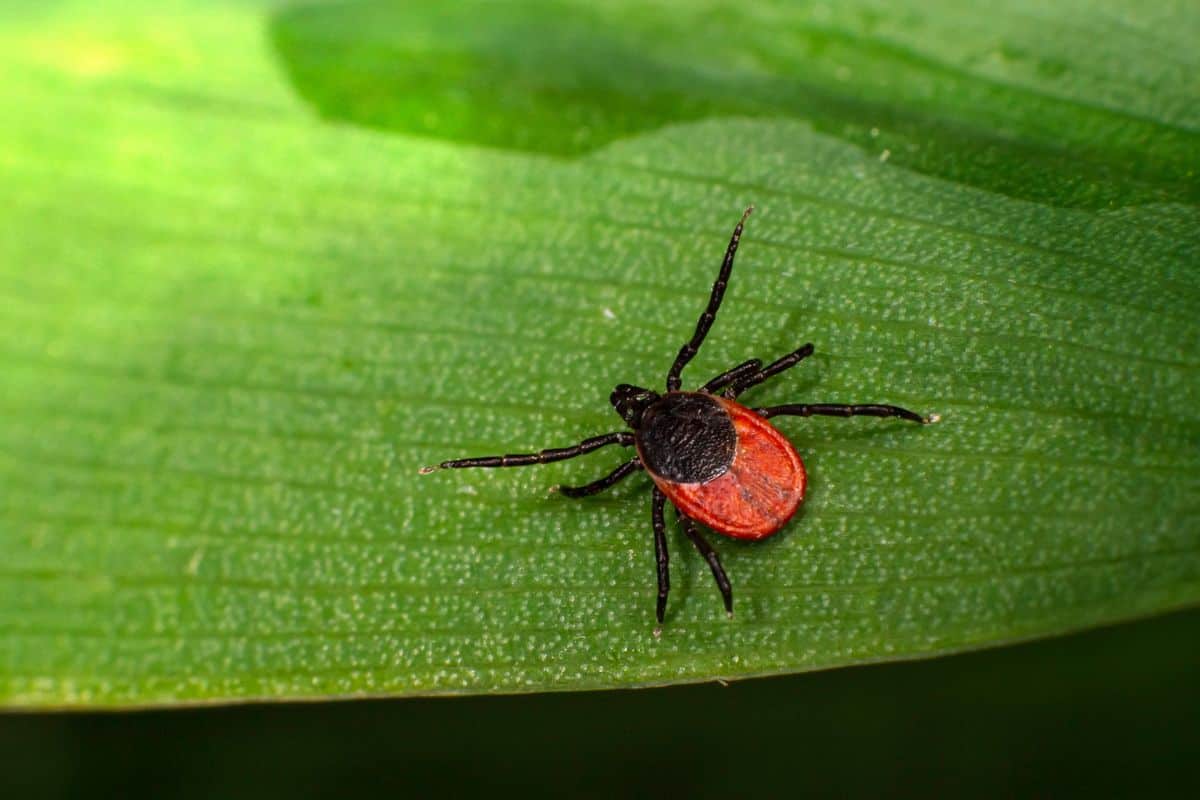 4 Common Ticks in North Carolina (Pictures) - Wildlife Informer