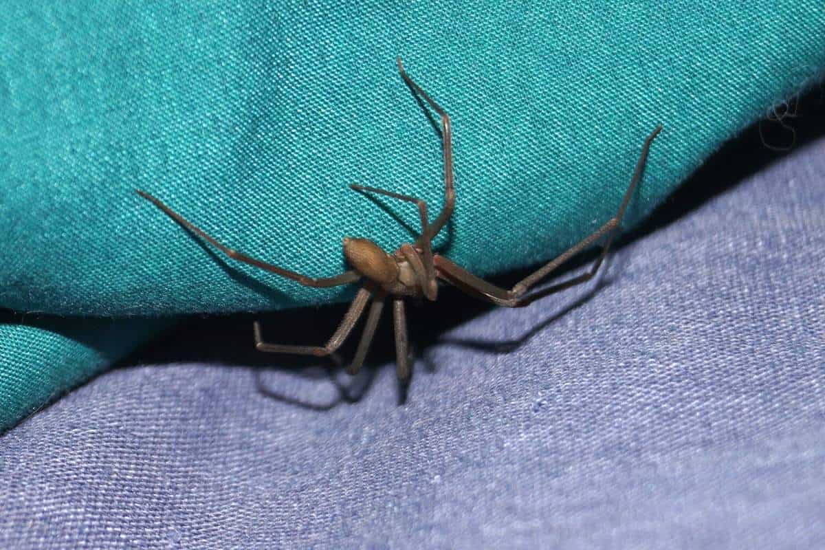 Brown recluse on denim