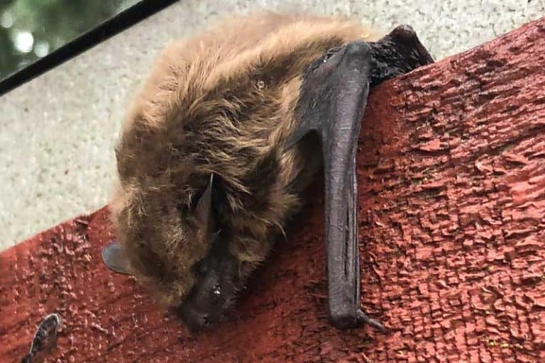 15 Animals That Hibernate in the Winter (With Pictures) Wildlife Informer