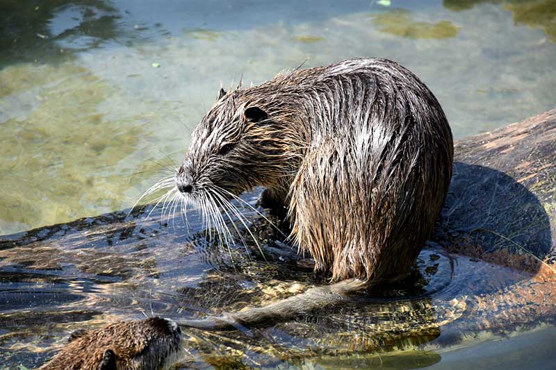 Bushy Beaver