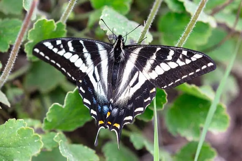 12 Common Butterflies in Texas (With Pictures) Wildlife Informer