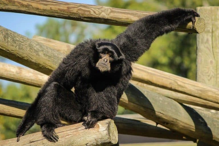 14 Examples of Arboreal Animals (With Pictures) Wildlife Informer