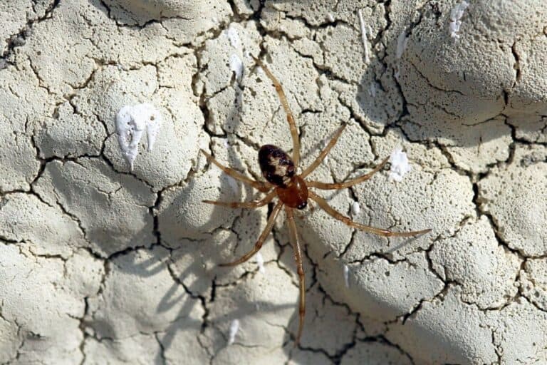 11 Common Spiders in Iowa (Pictures) Wildlife Informer