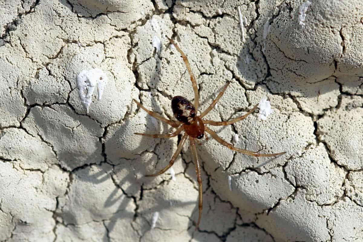 Triangulate cobweb spider