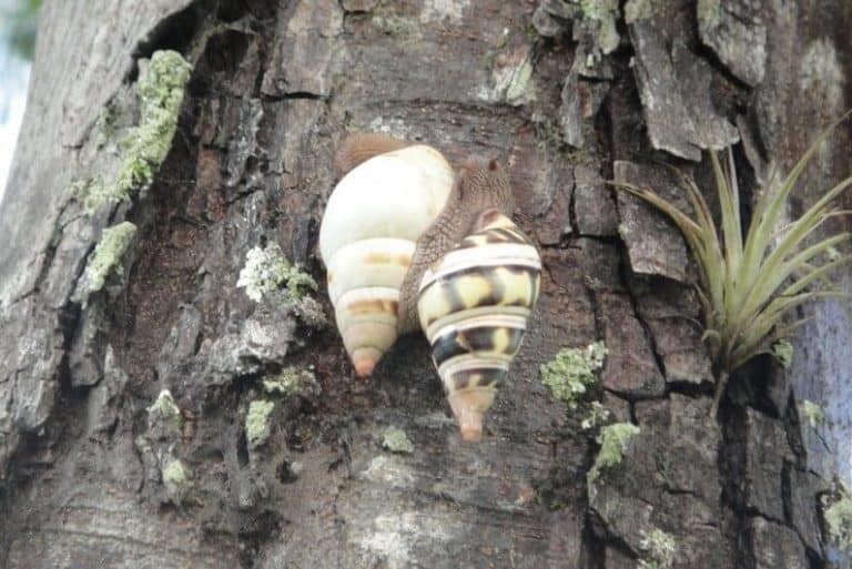 14 Examples of Arboreal Animals (With Pictures) Wildlife Informer