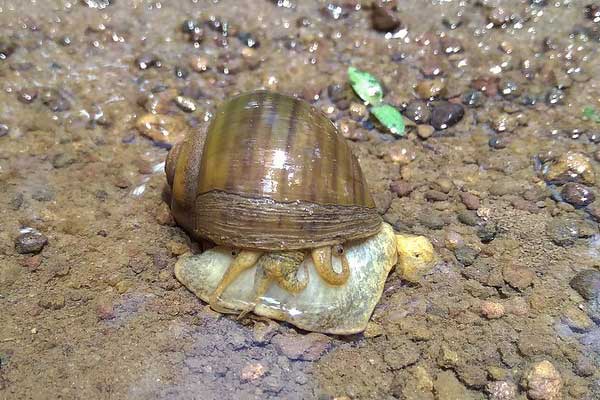 13 Invasive Species In The Everglades Pictures Wildlife Informer