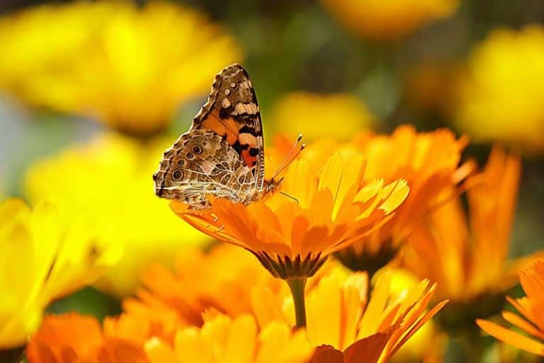 5 Reasons Why Butterflies Are Important & How to Help Wildlife Informer