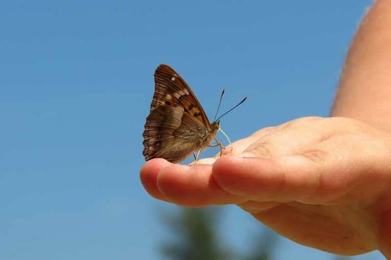 Why Do Butterflies Land on You? (Answered) Wildlife Informer