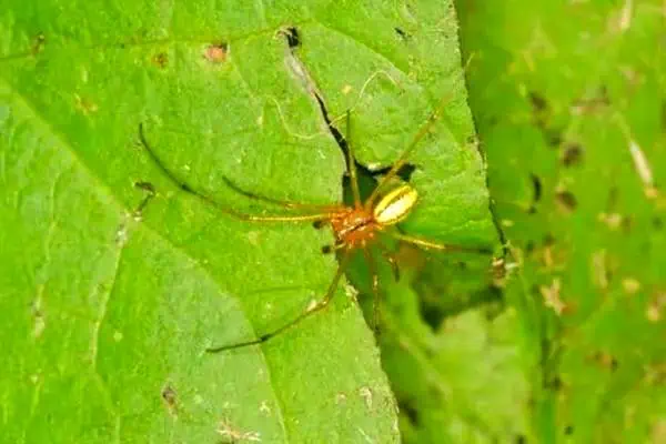 Candy-striped spider