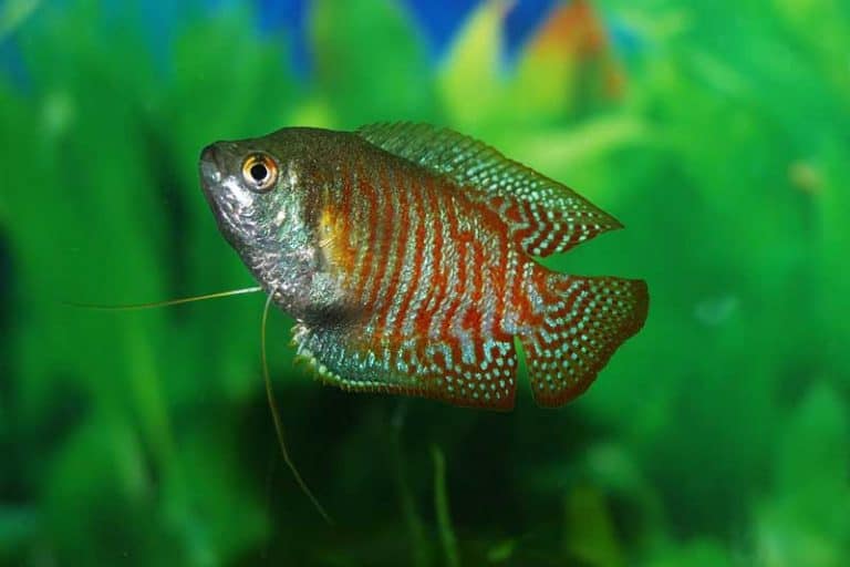 11 Fish That Can Live in an Outdoor Pond (Pictures) Wildlife Informer