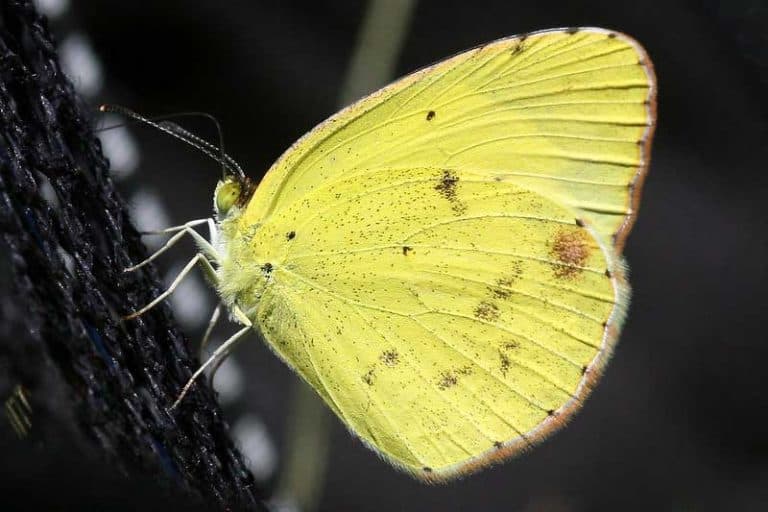 15 Types of Butterflies in North Carolina (Pictures) Wildlife Informer