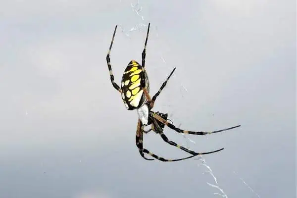 Marbled orb weaver