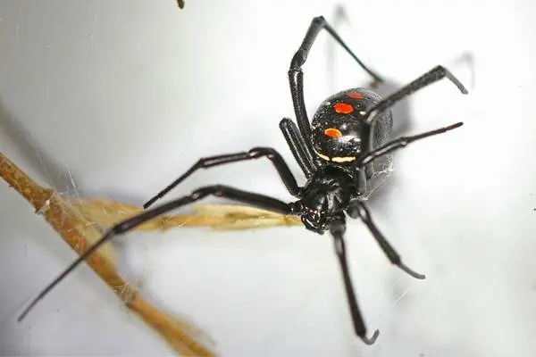 Northern black widow