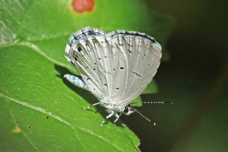 Summer Azure Butterfly Facts