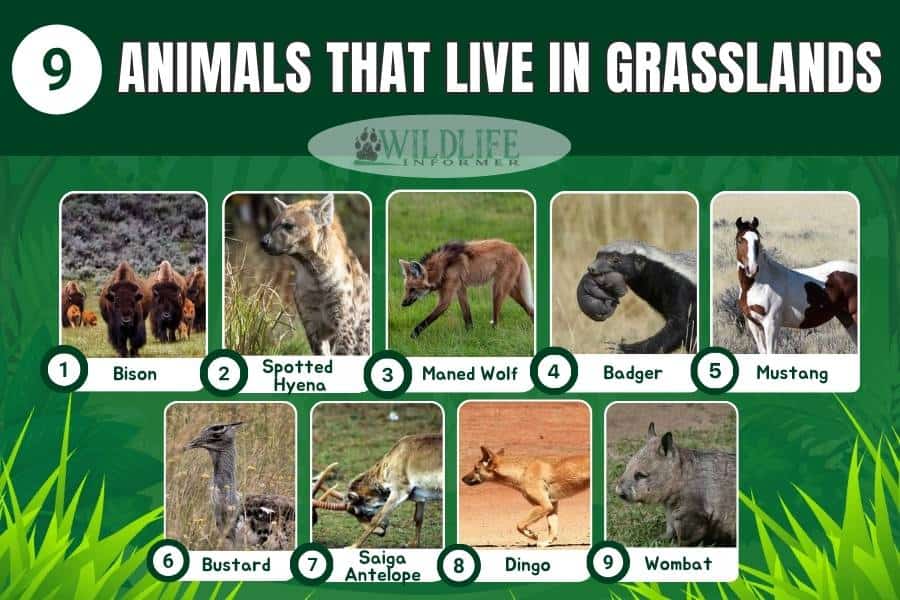 9 Animals That Live in Grasslands (with Pictures) Wildlife Informer