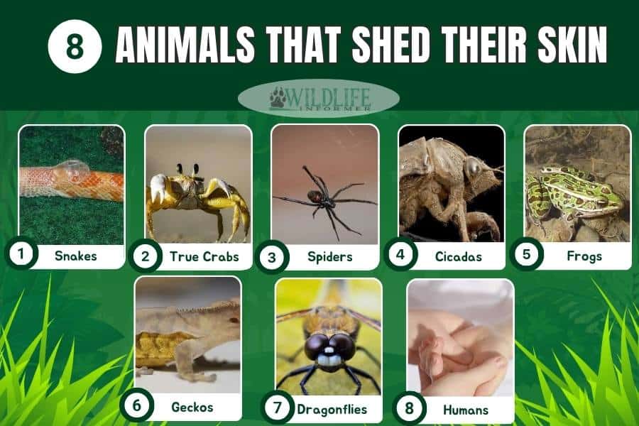 8 Animals That Shed Their Skin (with Pictures) Wildlife Informer