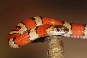 14 Animals That Use Mimicry (Examples of How They Do) - Wildlife Informer