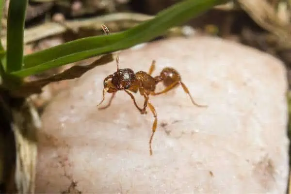 Myrmica rubra on a rock