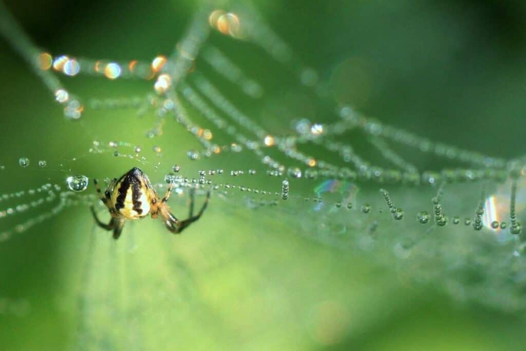 How Do Spiders Make s? (Explained) Wildlife Informer