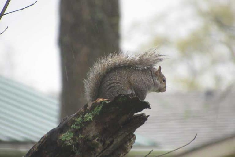 Why Do Squirrels Shake Their Tails? (Answered) Wildlife Informer