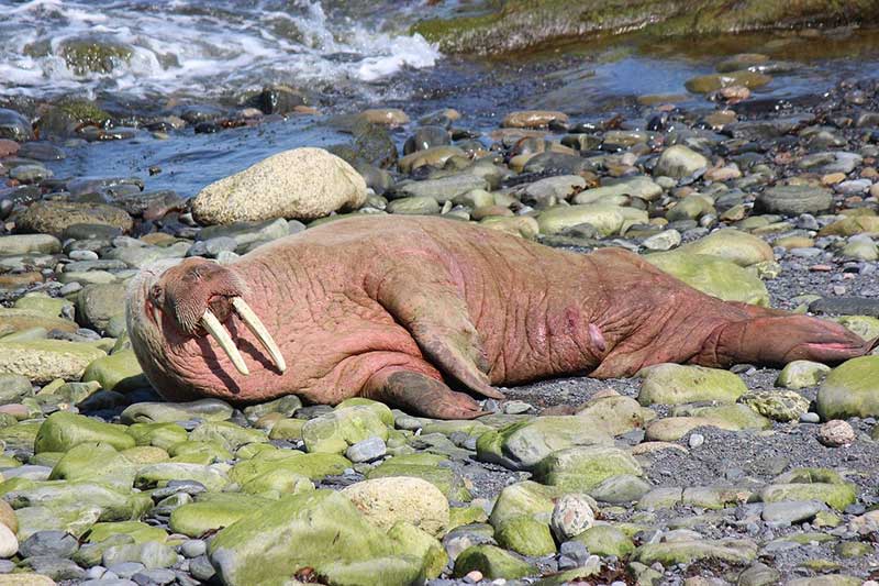 walrus rocks 15 Animals With the Strongest Bite Force (PSI Ranked)