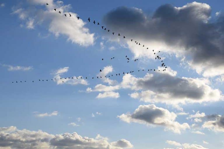 Why Do Geese Fly in a V With One Side Longer? Wildlife Informer