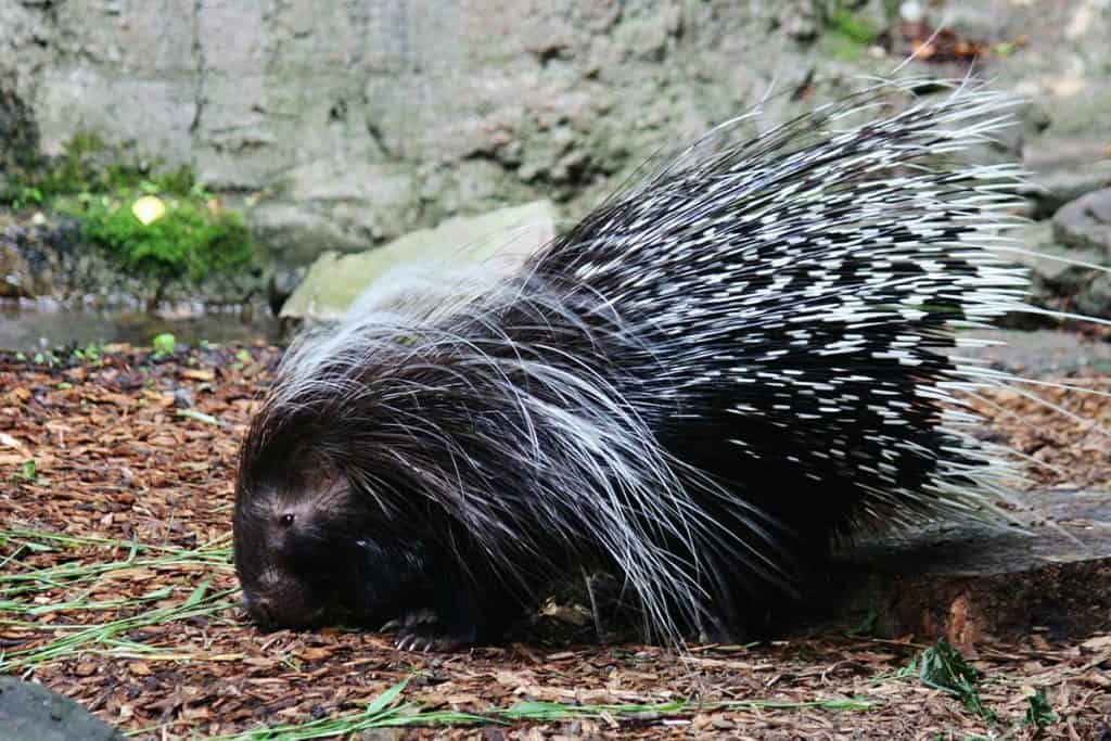 Can Porcupines Shoot Their Quills? (Answered) Wildlife Informer