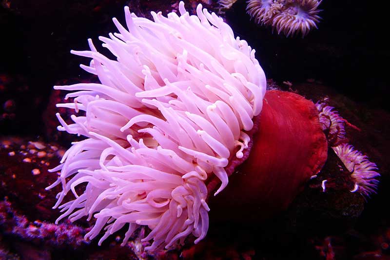 11 Types Of Animals Without Brains with Pictures Wildlife Informer