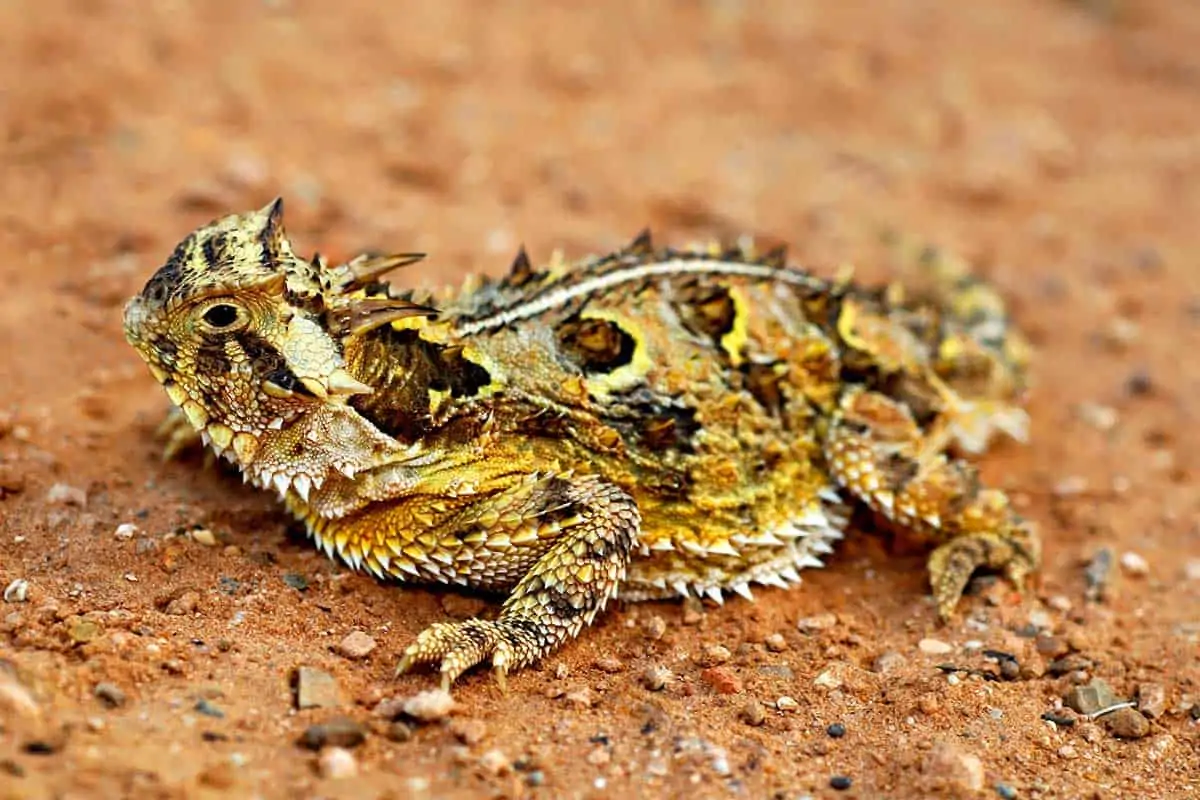 12 Examples Of Animals That Have Scales Pictures Wildlife Informer