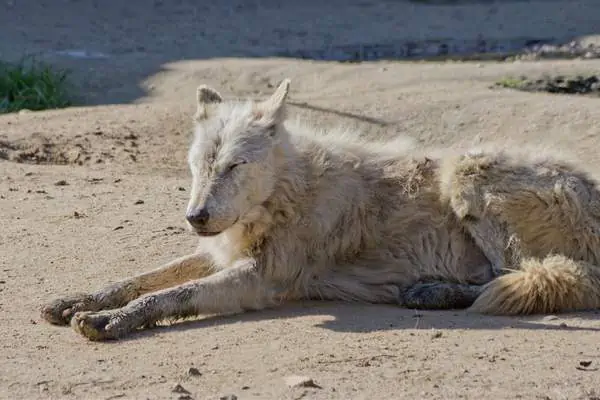 Mackenzie wolf resting