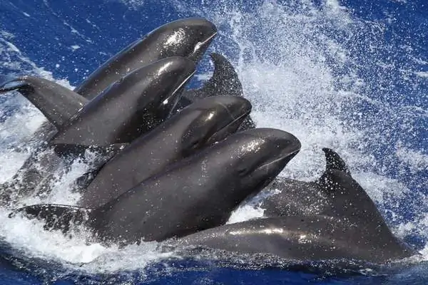 Melon-headed whales breaching