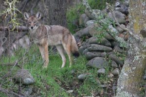 Do Coyotes Eat Deer? (Answered) - Wildlife Informer
