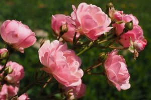 10 Animals That Eat Rose Bushes (With Pictures) - Wildlife Informer