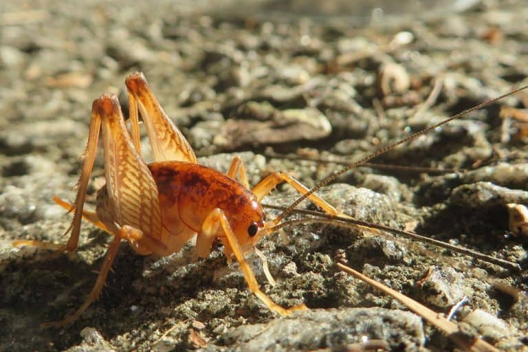How to Get Rid of Cave Crickets (12 Tips) Wildlife Informer