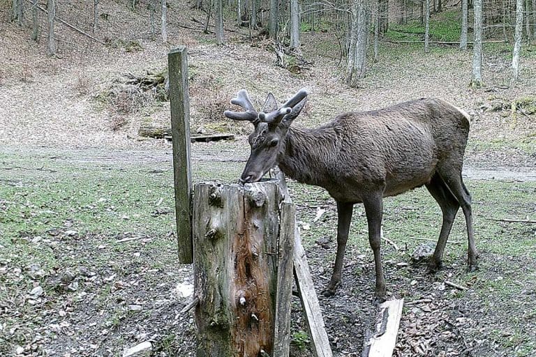 Why Do Deer Like Salt Licks? Wildlife Informer