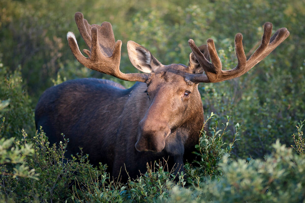 Moose Population by State (Current Estimates) Wildlife Informer