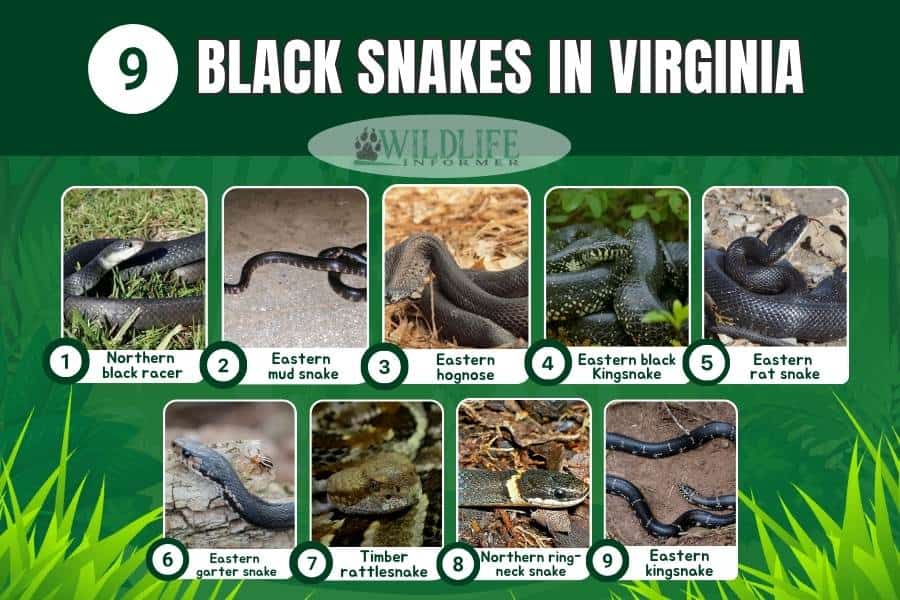 9 Types of Black Snakes in Virginia Wildlife Informer