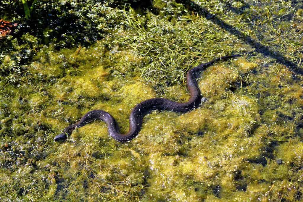 9 Types of Black Snakes in Virginia Wildlife Informer