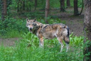 Wolf Vs Coyote (5 Key differences) - Wildlife Informer
