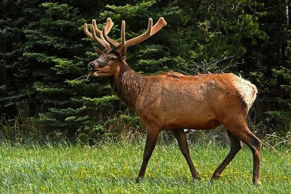 Elk in the grass