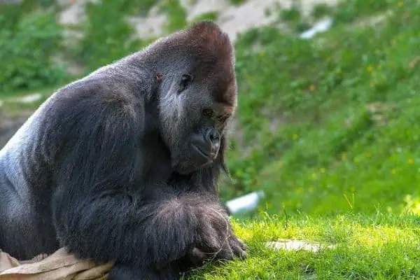 Silverback Gorilla