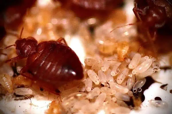Bedbugs