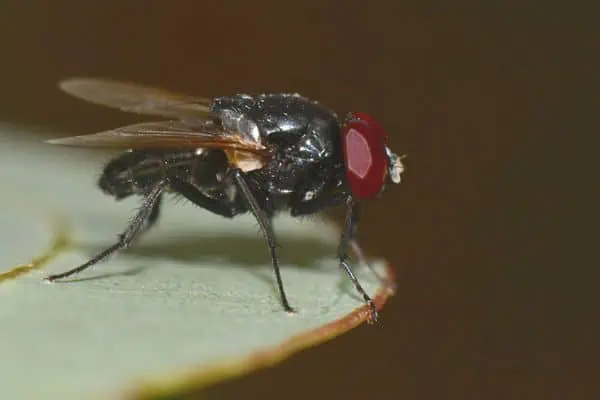 Black fly